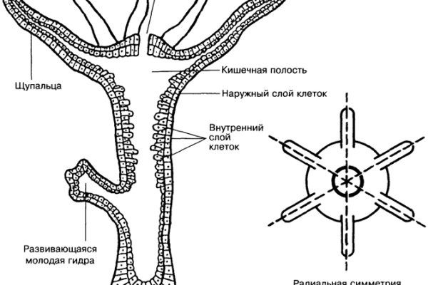 Ссылка на mega darknet